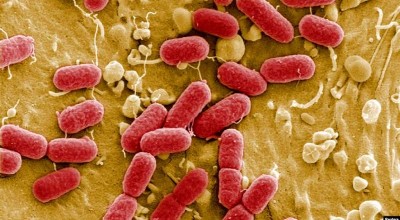 bacterias resistentes a antibióticos