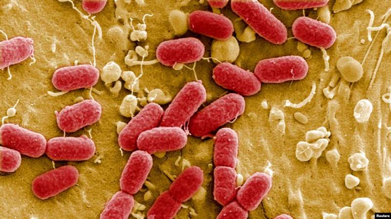 La “pandemia silenciosa”: bacterias resistentes a antibióticos que causan más muertes que el VIH o la malaria bacterias resistentes a antibióticos