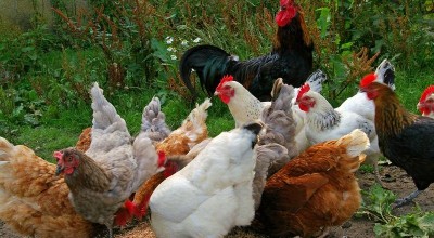 Planta productora de huevos en Texas cierra temporalmente tras detectar gripe aviar