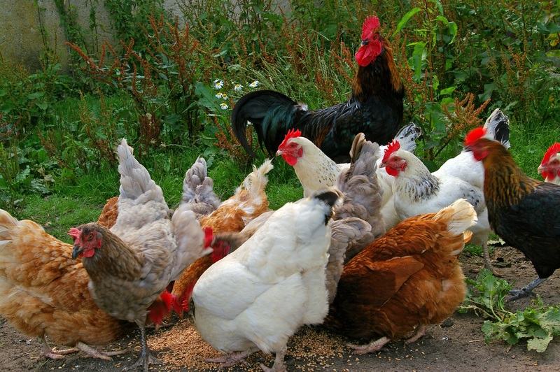 Planta productora de huevos en Texas cierra temporalmente tras detectar gripe aviar