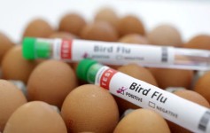 Gripe aviar en EEUU