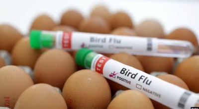 Gripe aviar en EEUU