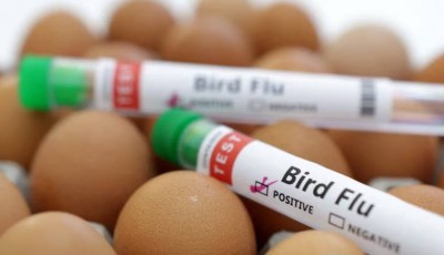 Planta productora de huevos en Texas cierra temporalmente tras detectar gripe aviar