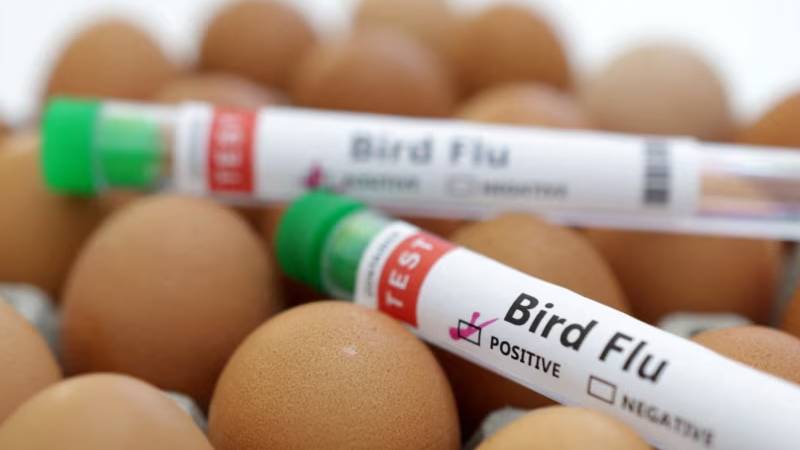 Planta productora de huevos en Texas cierra temporalmente tras detectar gripe aviar